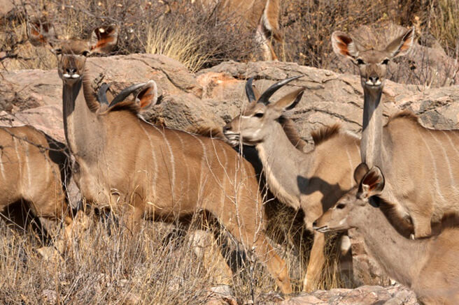 Southern Greater Kudu
